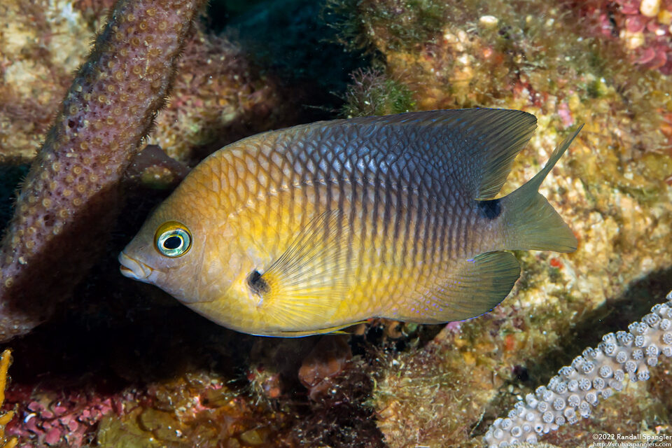 Stegastes planifrons (Threespot Damselfish)
