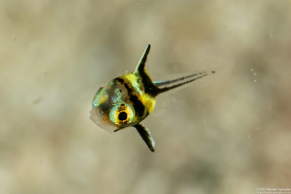 Equetus lanceolatus (Jackknife Fish)