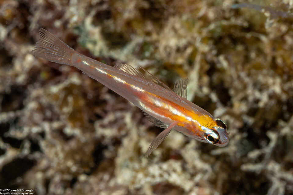 Coryphopterus hyalinus (Glass Goby)
