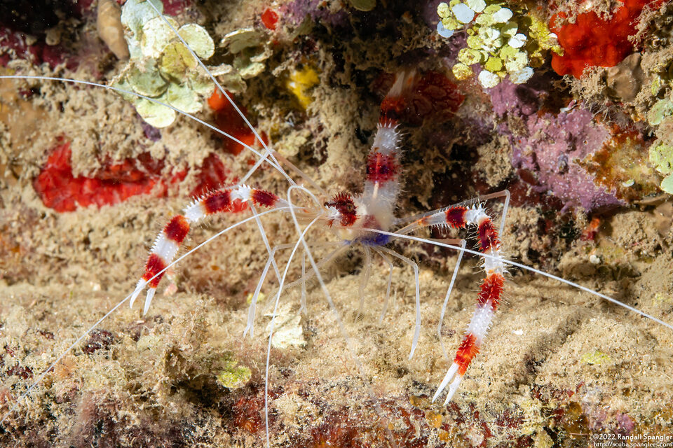 Stenopus hispidus (Banded Coral Shrimp)