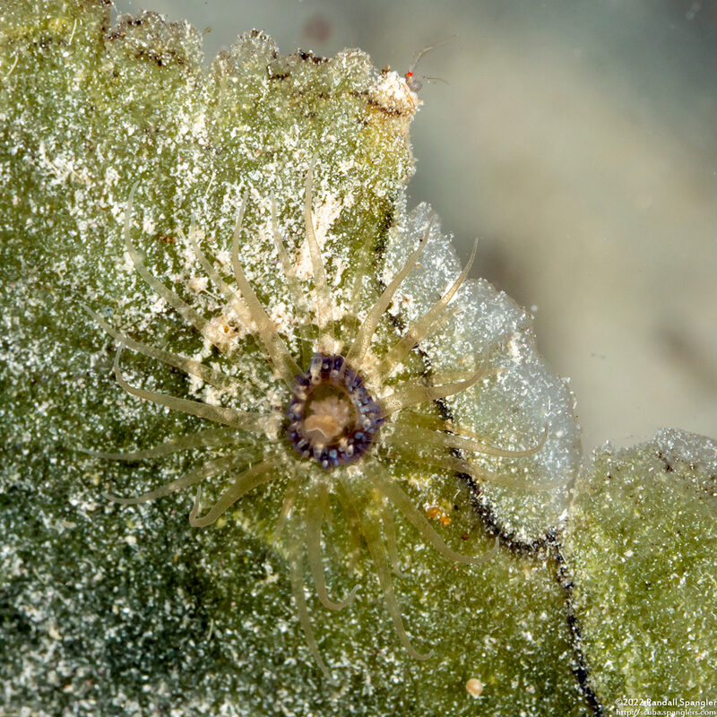 Bunodeopsis globulifera (Turtle Grass Anemone)