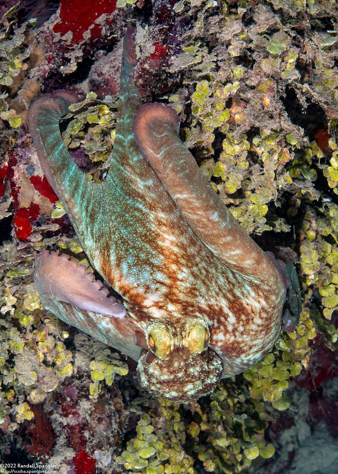 Octopus briareus (Caribbean Reef Octopus)