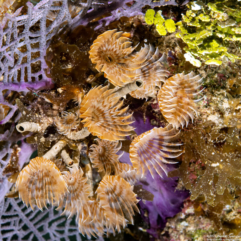 Bispira brunnea (Social Feather Duster)