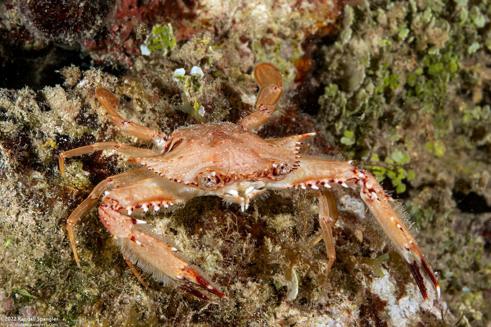 Achelous sebae (Ocellate Swimming Crab)