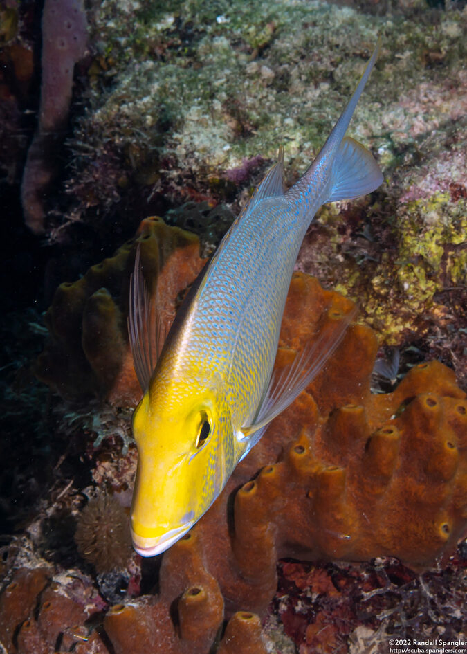 Calamus calamus (Saucereye Porgy)