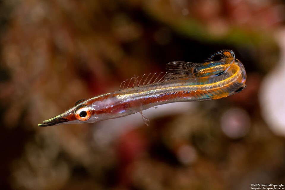 Lucayablennius zingaro (Arrow Blenny)