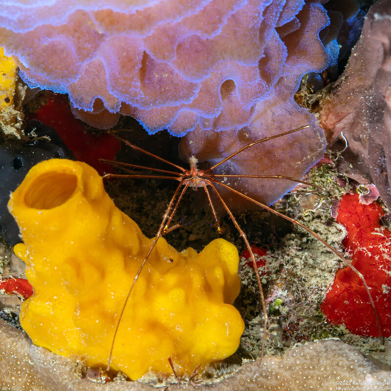 Siphonodictyon coralliphagum (Variable Boring Sponge)