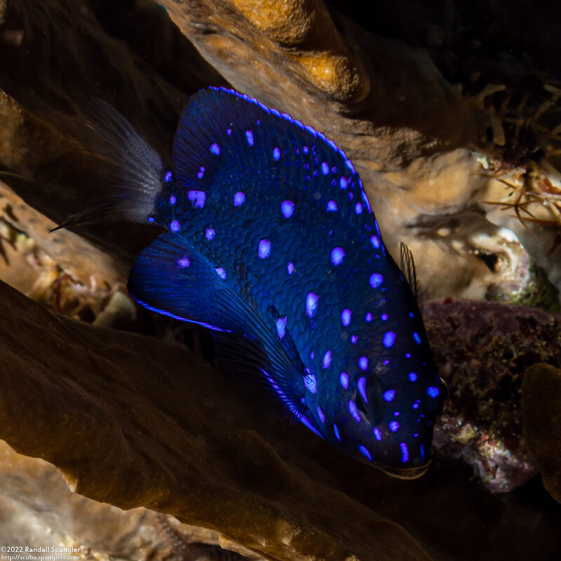 Microspathodon chrysurus (Yellowtail Damselfish)