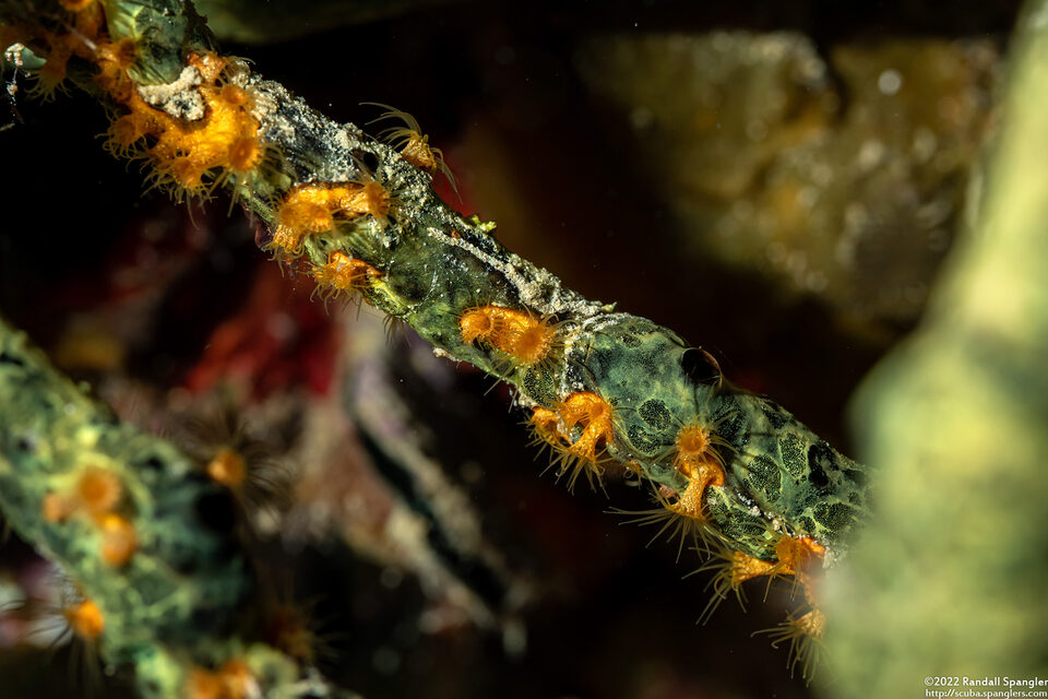Parazoanthus swiftii (Golden Zoanthid)