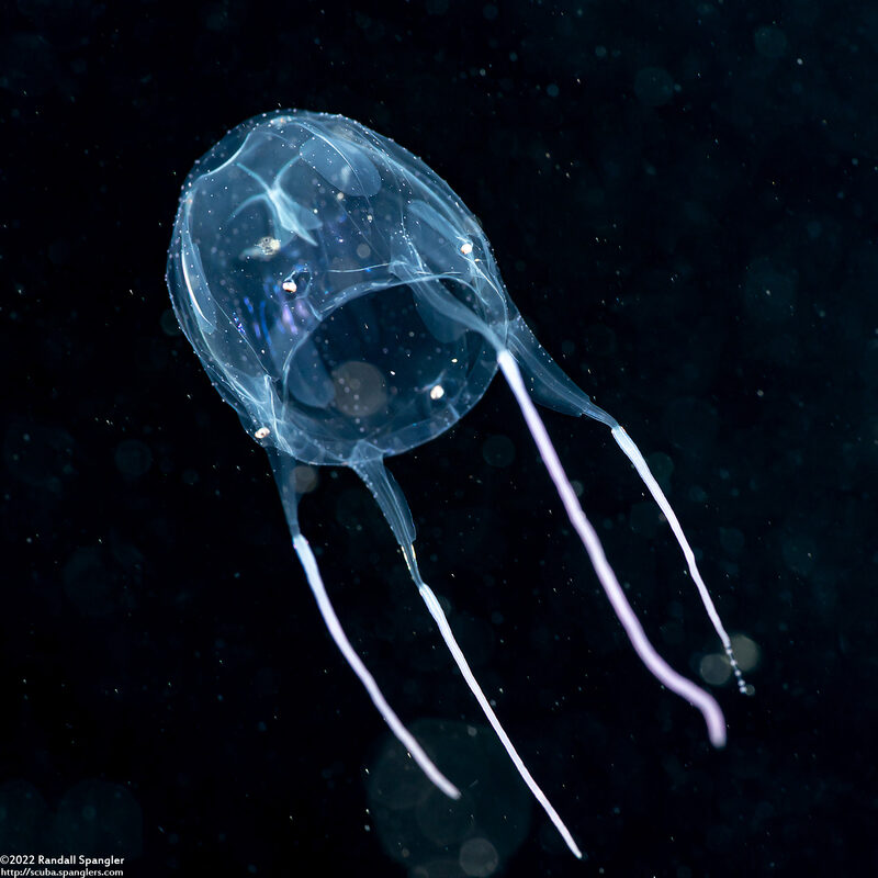 Alatina alata (Sea Wasp)