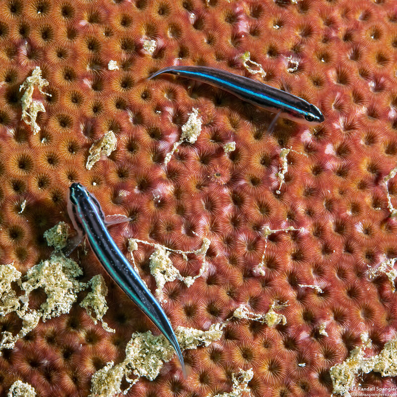 Elacatinus lobeli (Caribbean Neon Goby)