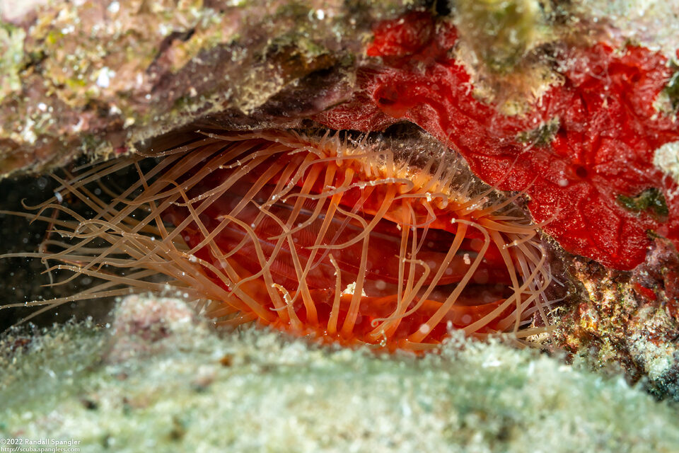 Ctenoides scaber (Rough Fileclam)