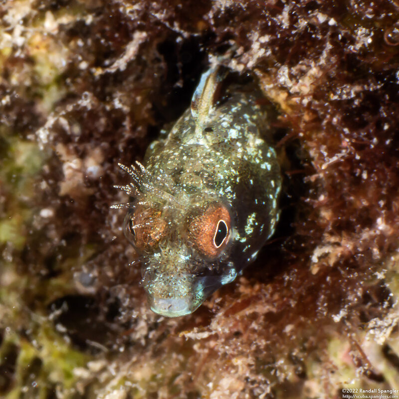 Acanthemblemaria aspera (Roughhead Blenny)