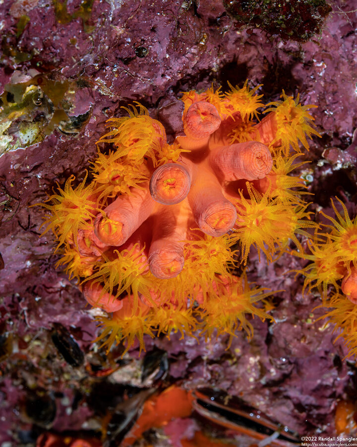 Tubastraea coccinea (Orange Cup Coral)