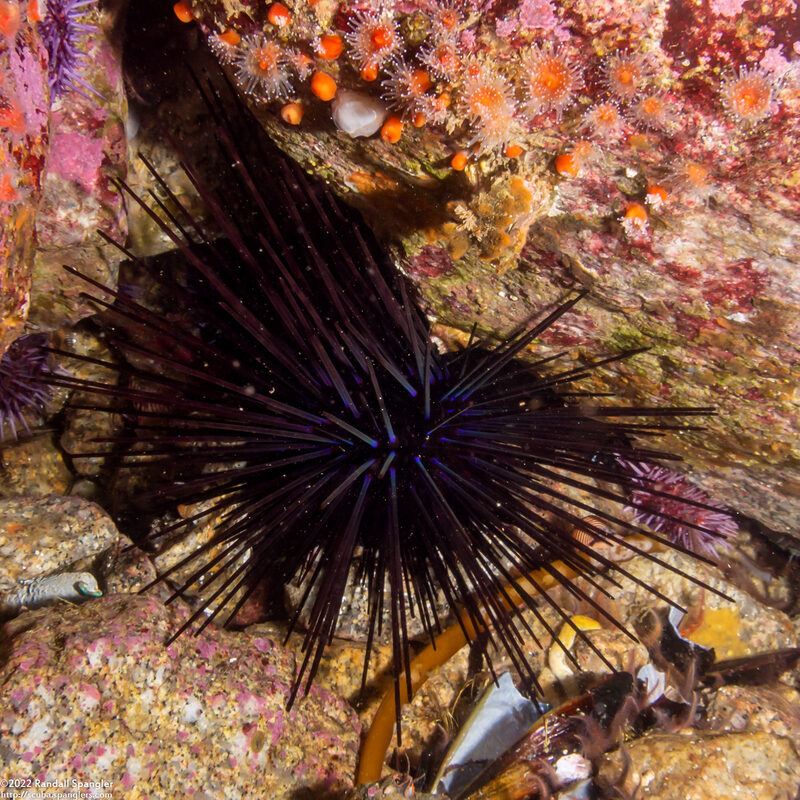 Centrostephanus coronatus (Crowned Urchin)