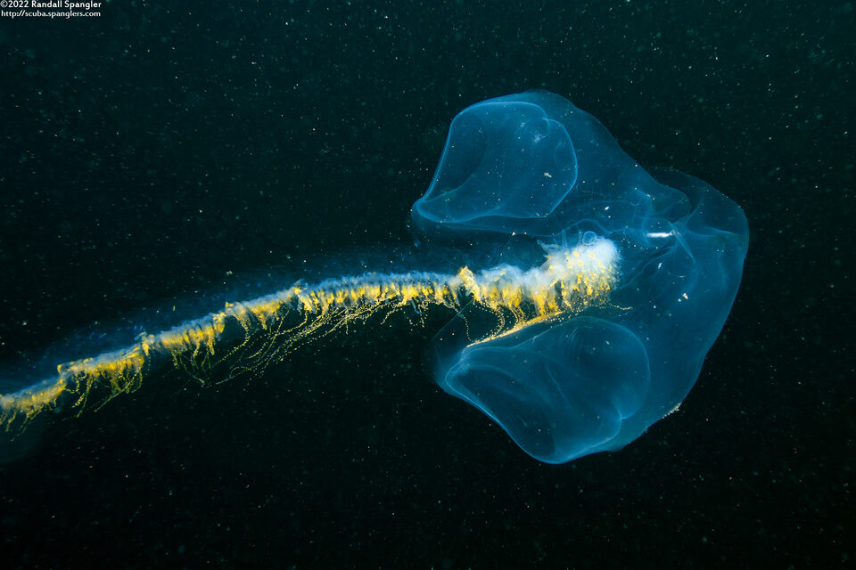 Praya sp.1 (Praya sp.1)