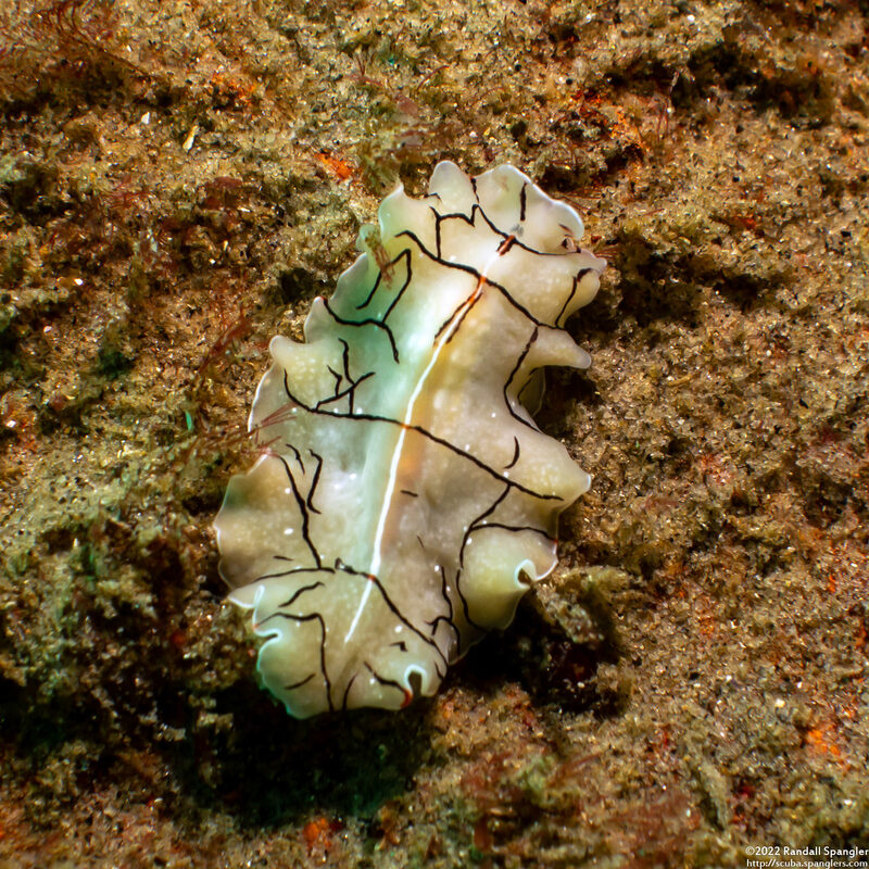 Eurylepta californica (Montgomery's Flatworm)