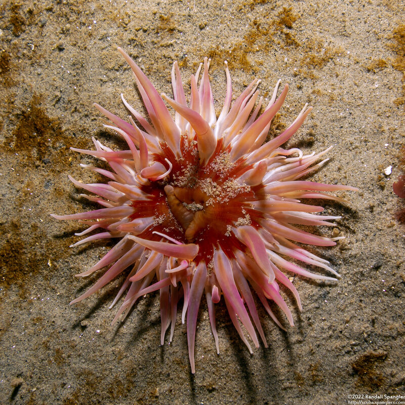 Urticina columbiana (Sand-Rose Anemone)