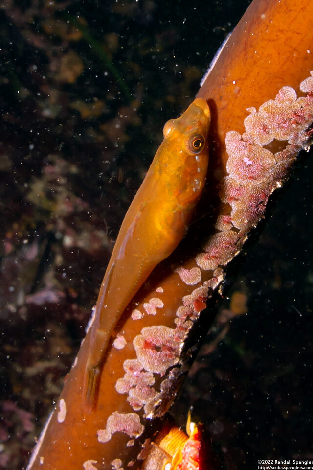 Synchirus gilli (Manacled Sculpin)