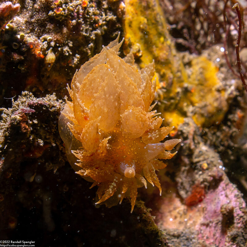 Dirona picta (Colorful Dirona)