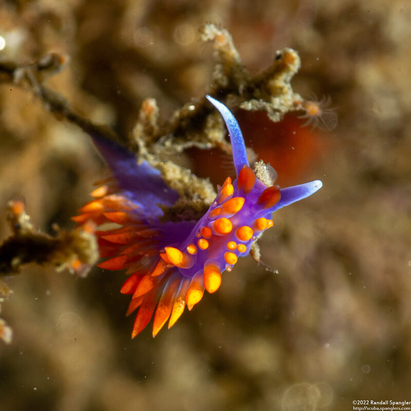 Flabellinopsis iodinea (Spanish Shawl)