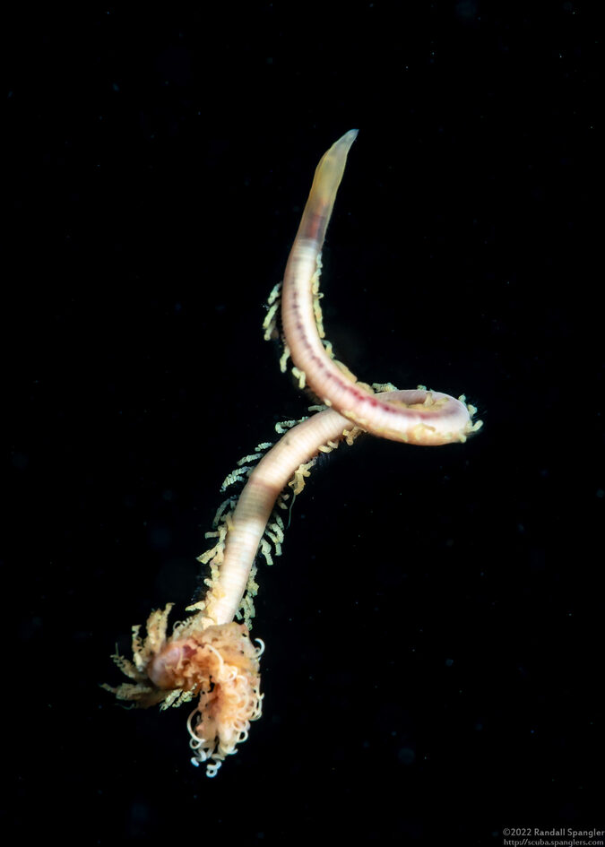 Cirratulidae sp.1 (Cirratulidae sp.1)