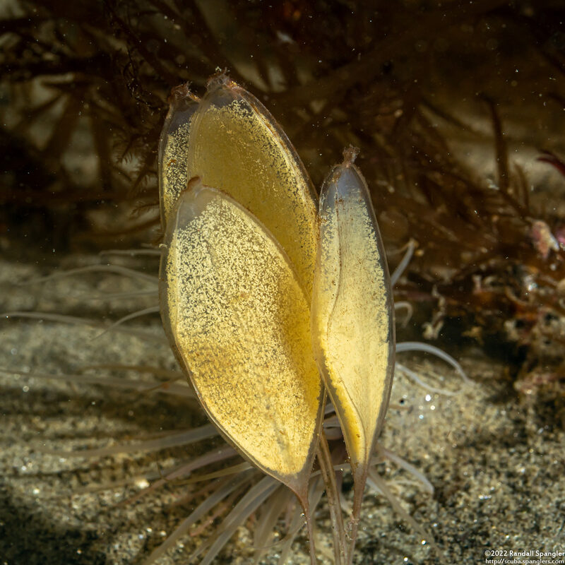 Megasurcula carpenteriana (Carpenter's Turrid)