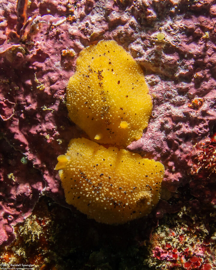 Doris montereyensis (Monterey Dorid)