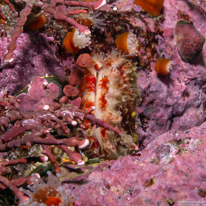 Chlamys hastata (Spiny Scallop)