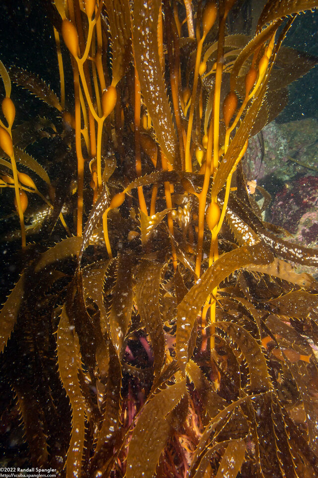 Macrocystis pyrifera (Giant Kelp)