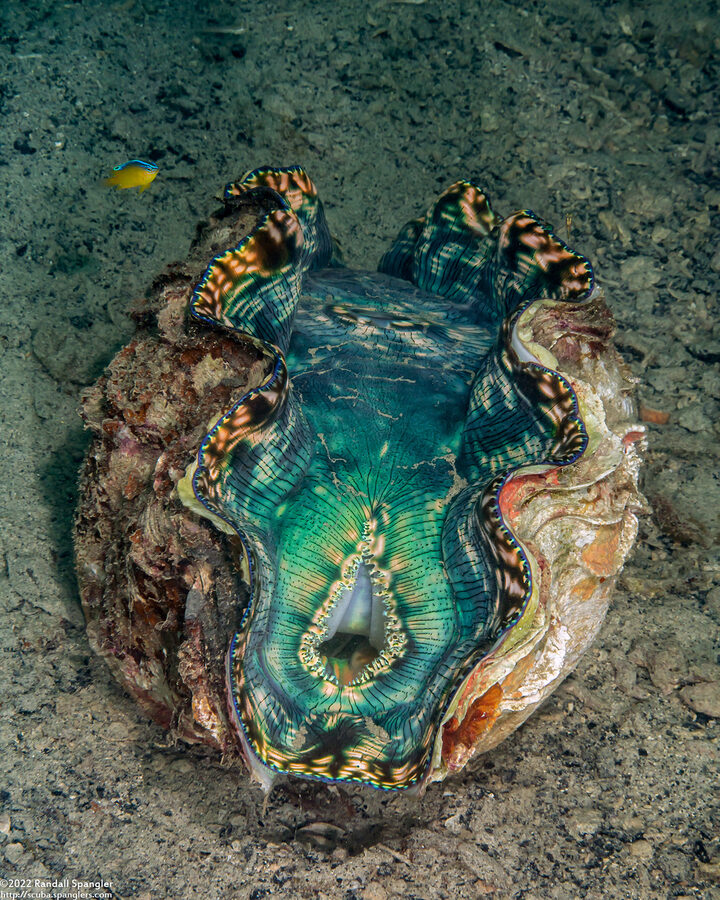 Tridacna maxima (Maxima Giant Clam)