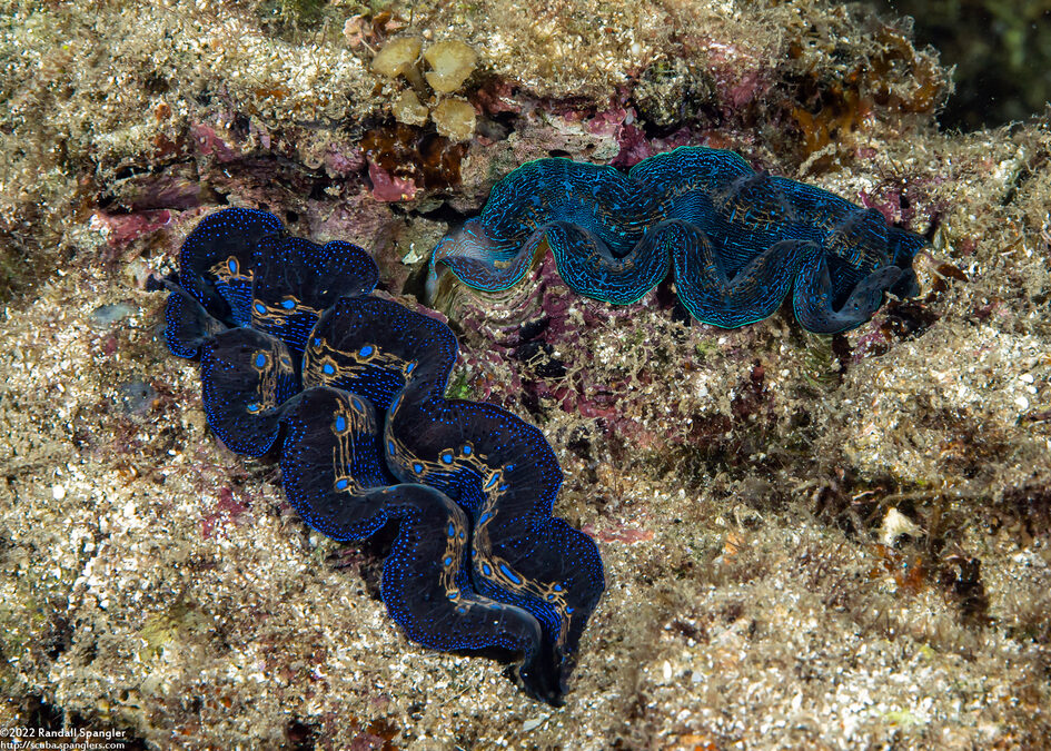 Tridacna crocea (Boring Giant Clam)