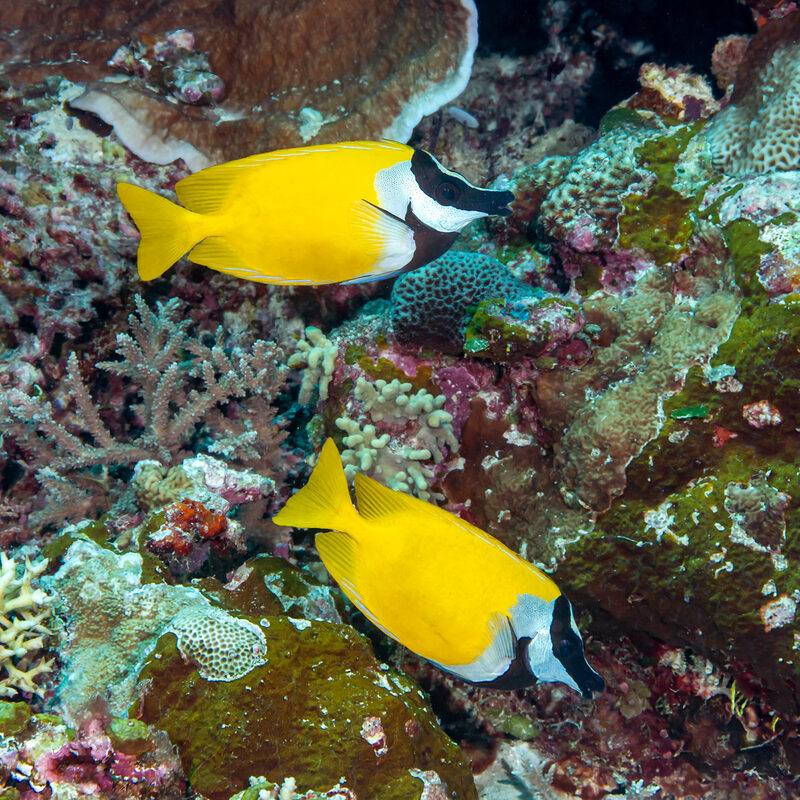 Siganus vulpinus (Foxface Rabbitfish)