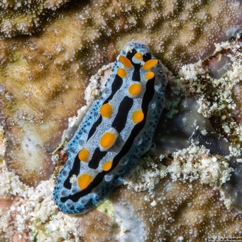 Phyllidia coelestis (Celestial Phyllidia)