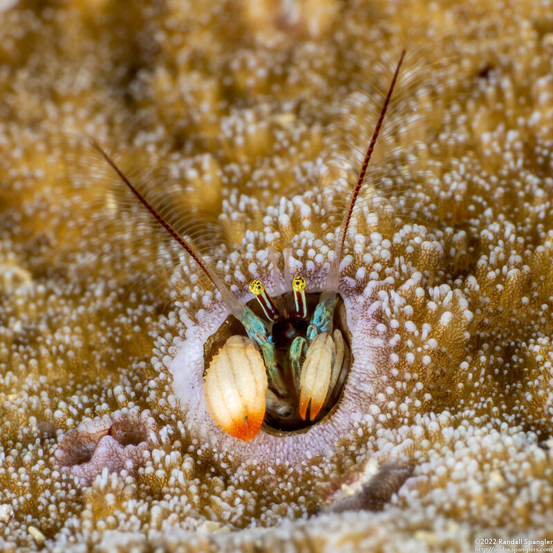 Paguritta kroppi (Kropp's Coral Hermit Crab)