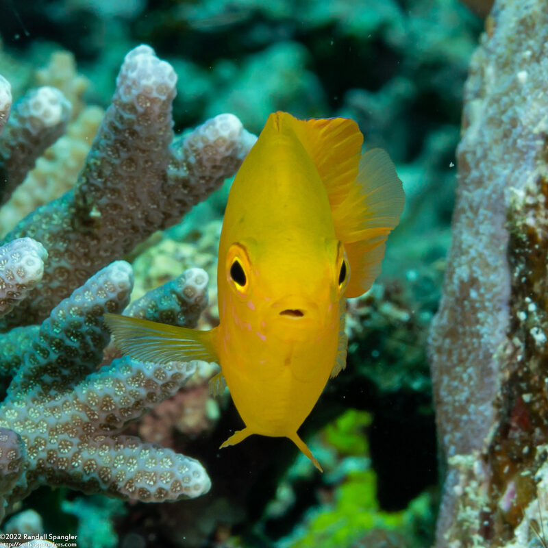 Pomacentrus moluccensis (Lemon Damsel)