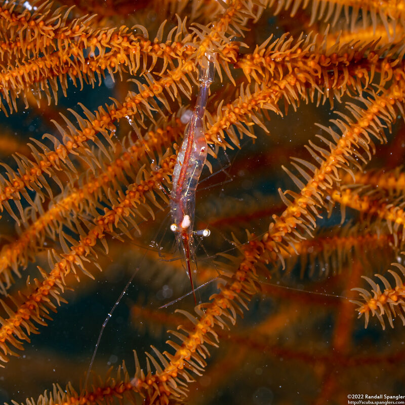 Manipontonia psamathe (Translucent Gorgonian Shrimp)