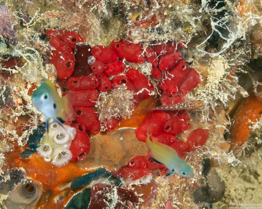 Eusynstyela cf. phiala (Eusynstyela cf. Phiala)