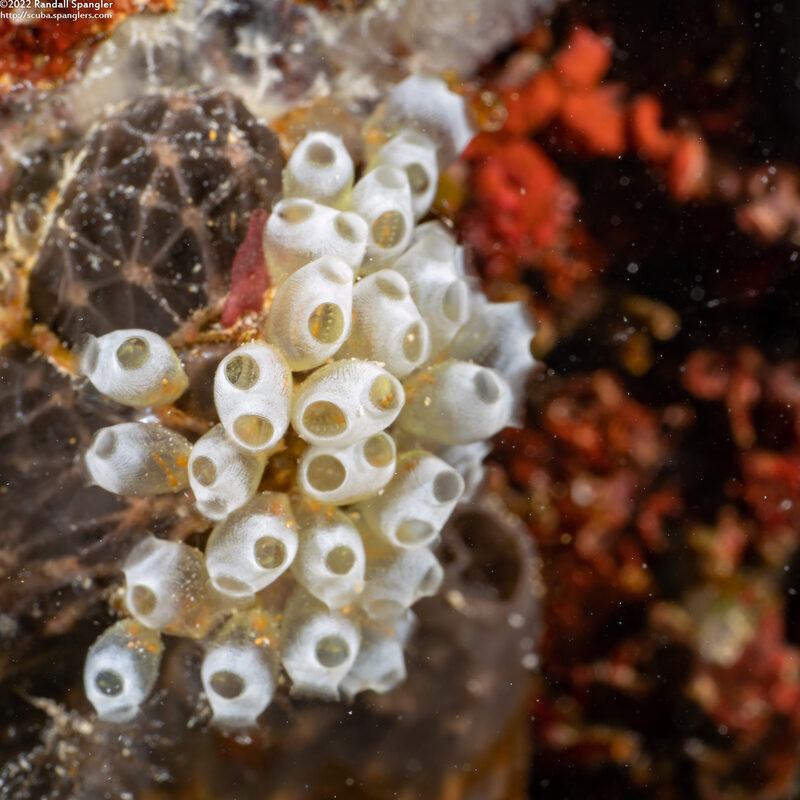 Clavelina sp.2 (Clavelina sp.2)