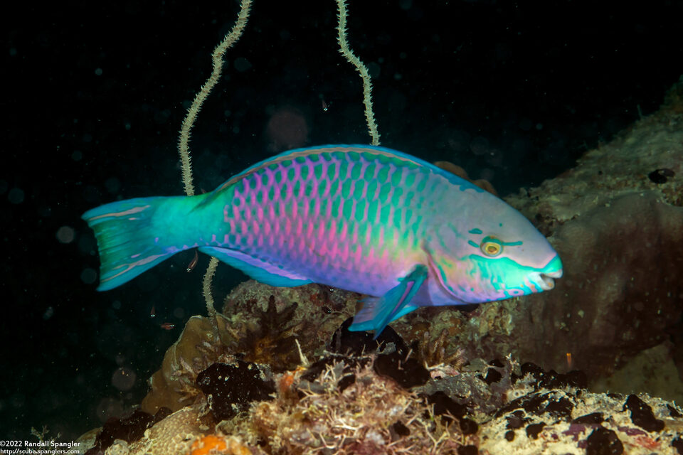 Scarus quoyi (Quoy's Parrotfish)