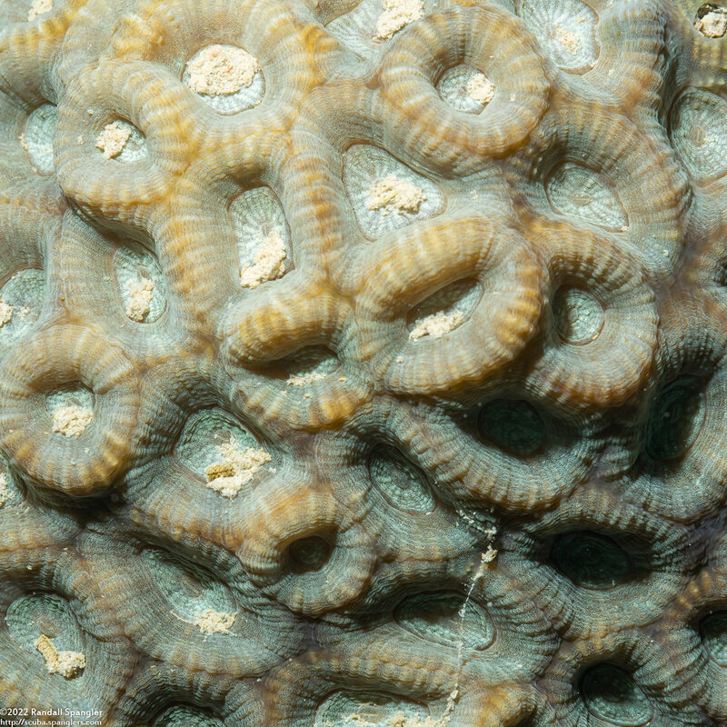 Favites flexuosa (Favites Flexuosa)