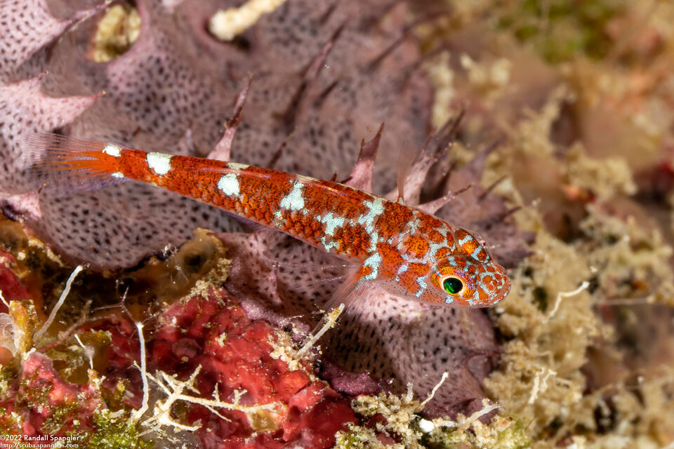 Trimma caesiura (Caesiura Pygmygoby)