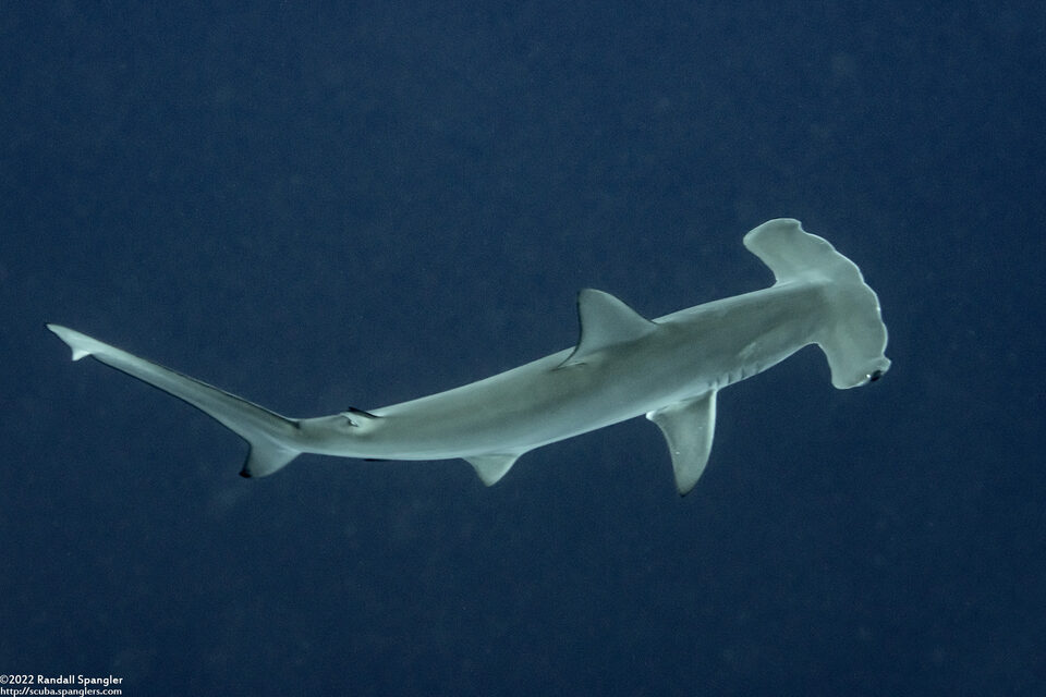 Sphyrna mokarran (Great Hammerhead)