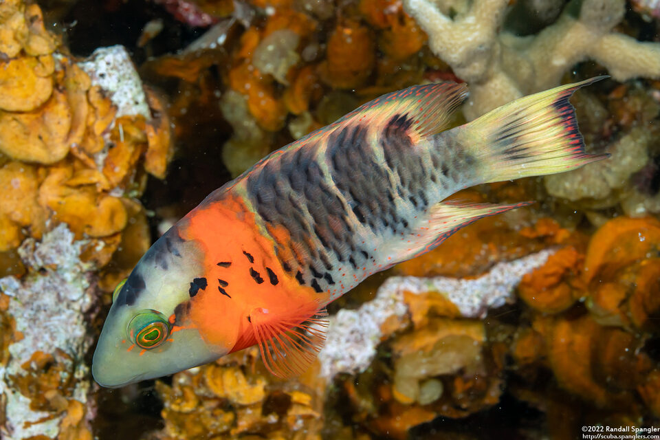 Cheilinus fasciatus (Redbreasted Wrasse)