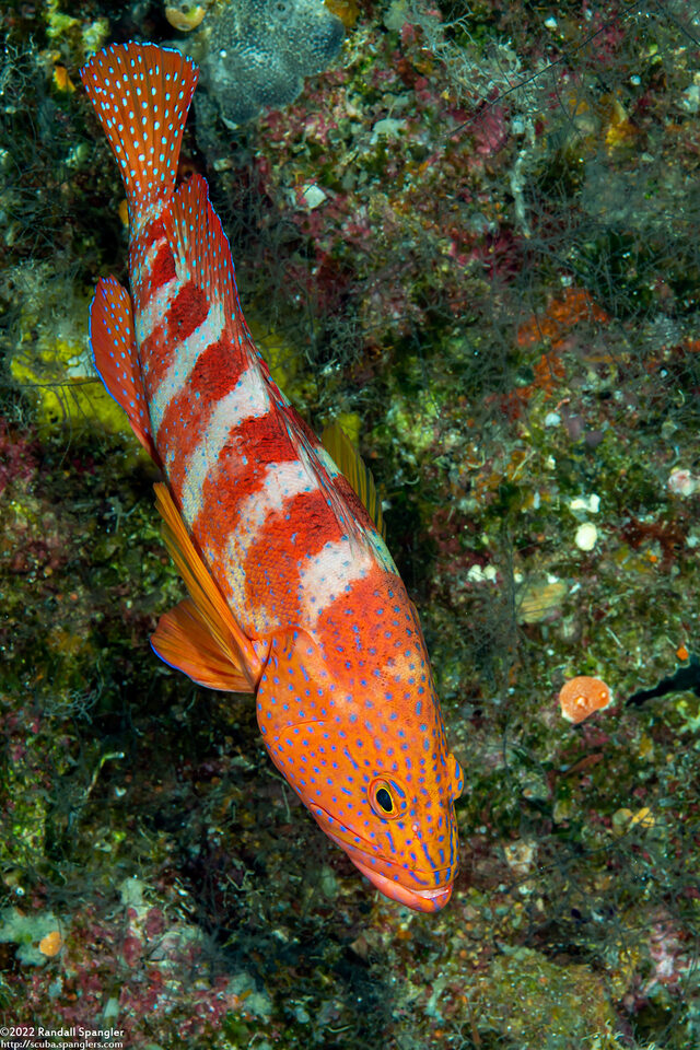 Cephalopholis sexmaculata (Saddle Grouper)