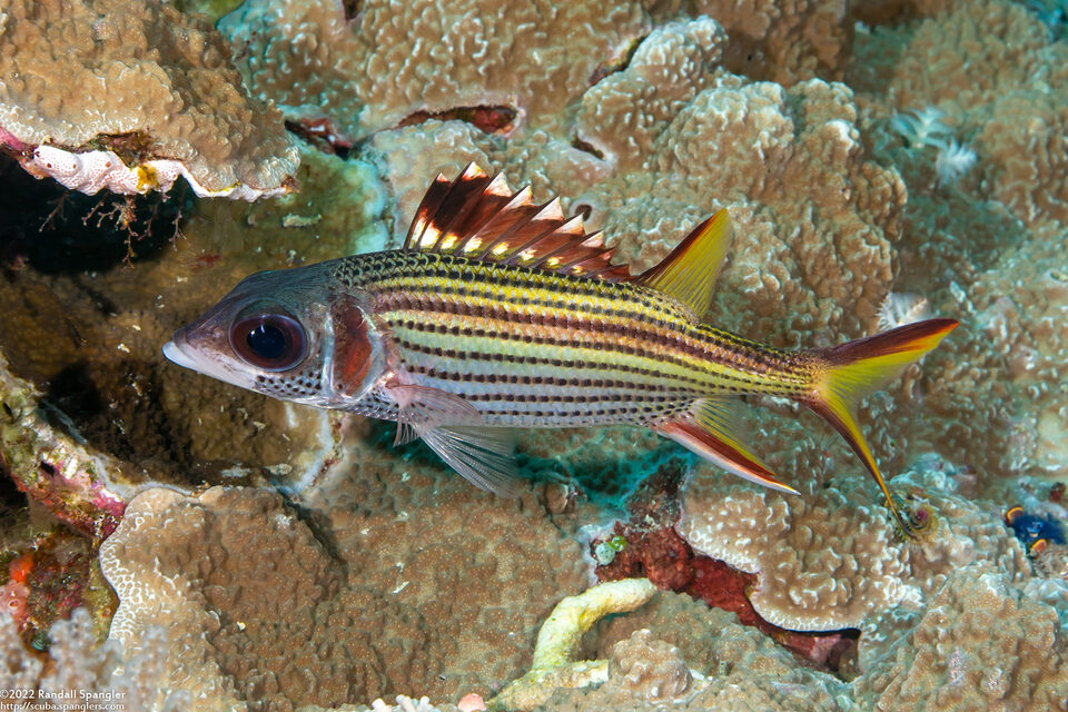 Neoniphon sammara (Spotfin Squirrelfish)
