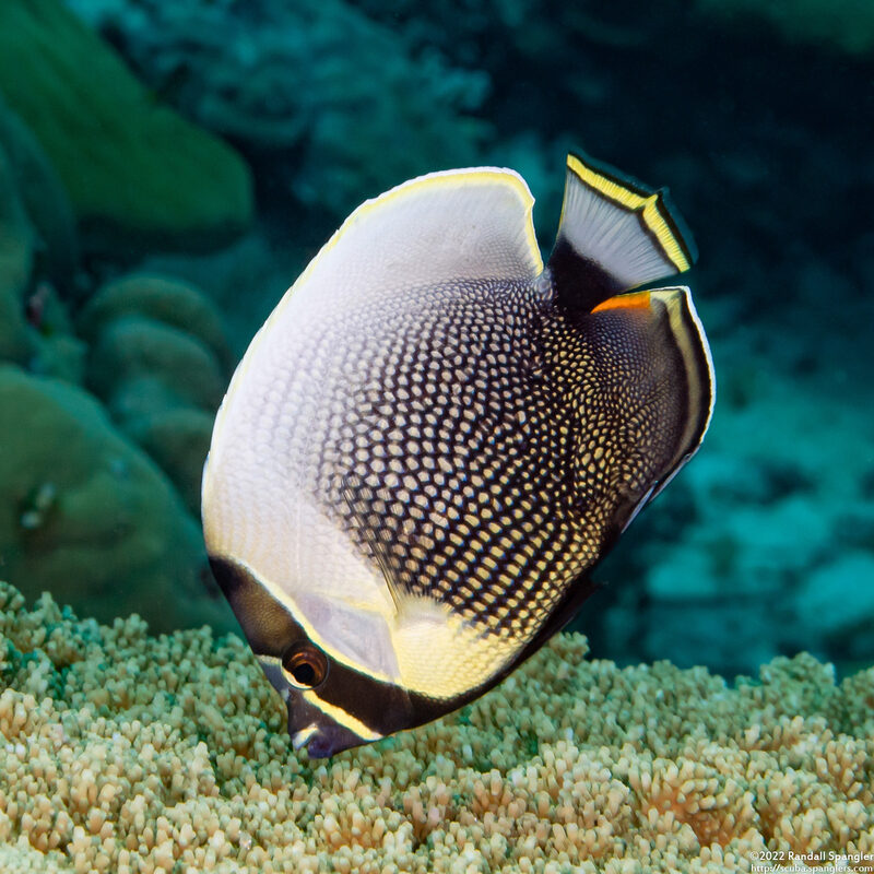 Chaetodon reticulatus (Reticulated Butterflyfish)