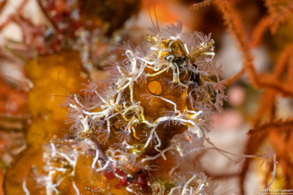 Salmacina sp.1 (Sea Frost Worm)