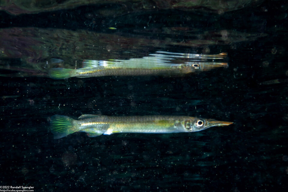 Zenarchopterus dispar (Estuarine Halfbeak)
