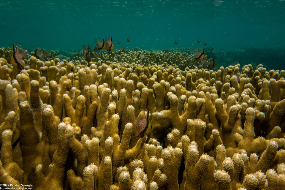 Palauastrea ramosa (Palauastrea Ramosa)